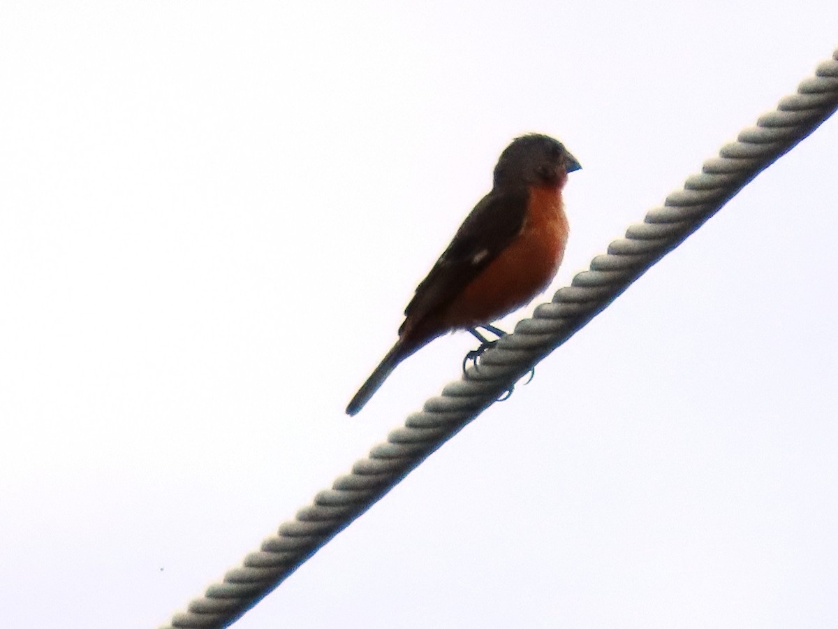 Ruddy-breasted Seedeater - ML367013681