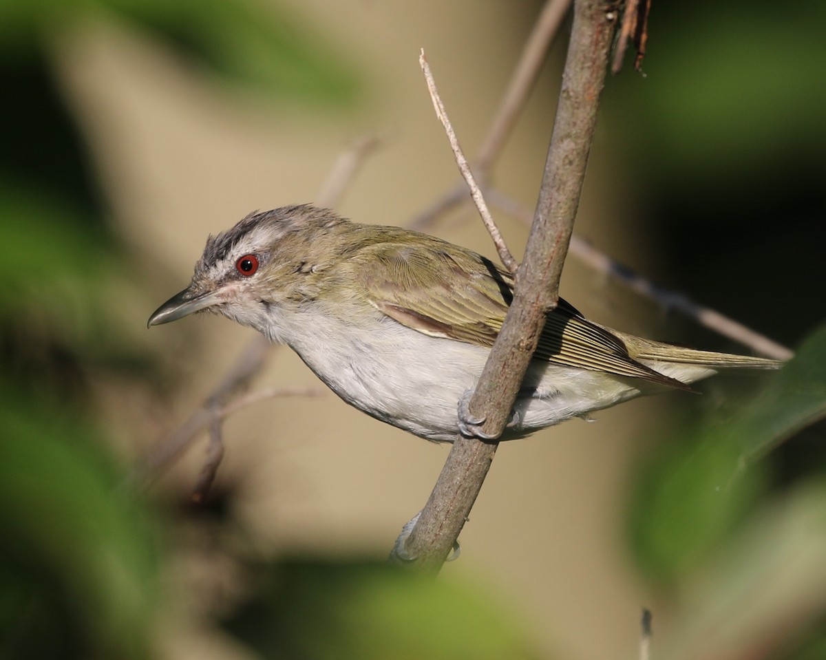 Red-eyed Vireo - ML367014051