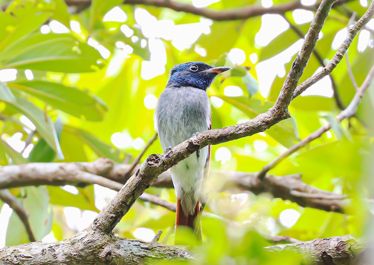 Amur Paradise-Flycatcher - Akshat K