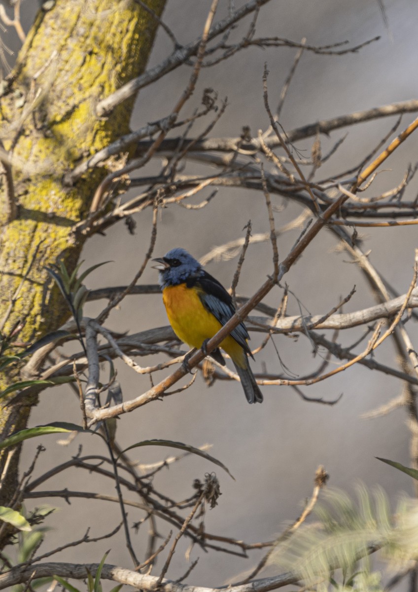 Blue-and-yellow Tanager - ML367015121