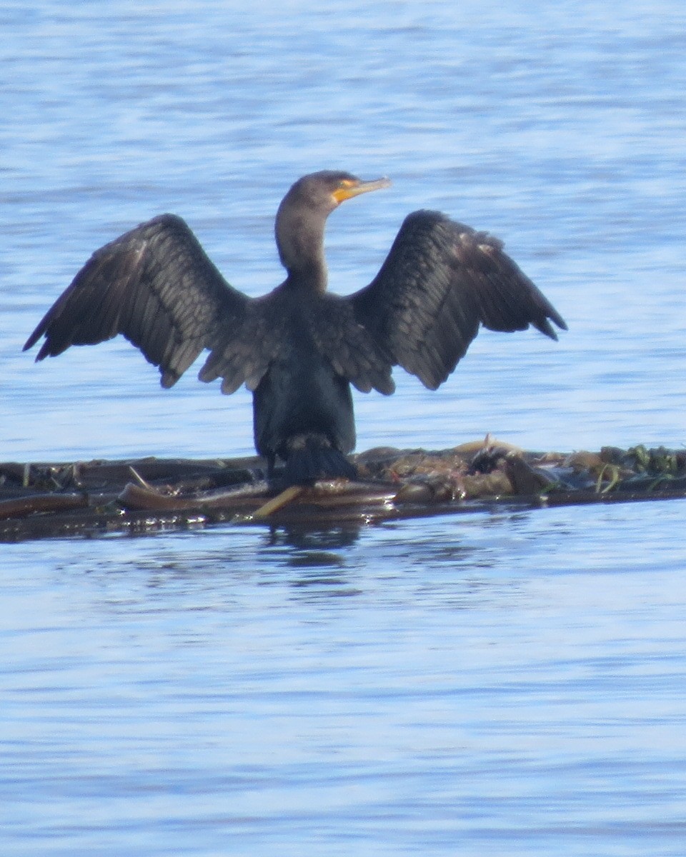 Cormoran à aigrettes - ML36701591