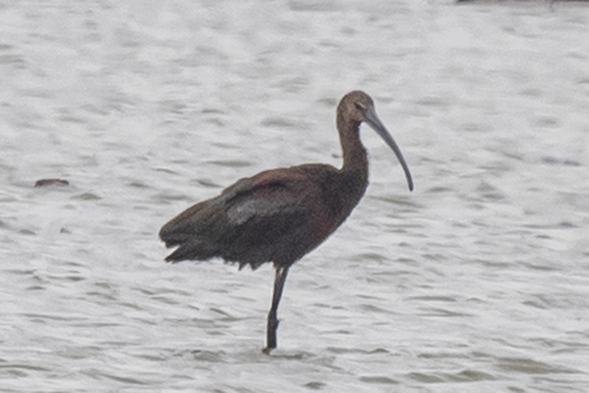 White-faced Ibis - ML367016041