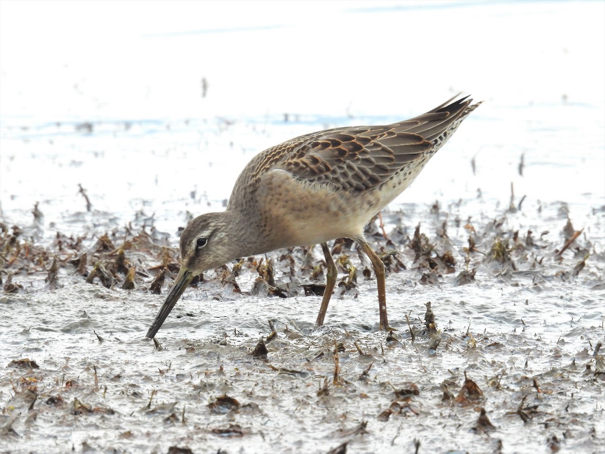 Long-billed Dowitcher - Mike Edwards