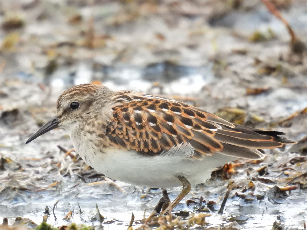 Least Sandpiper - Mike Edwards