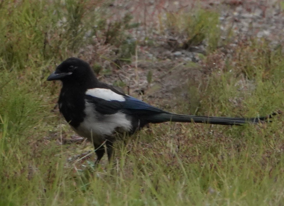 Black-billed Magpie - ML367019201