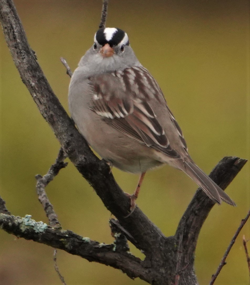 White-crowned Sparrow - ML367019321