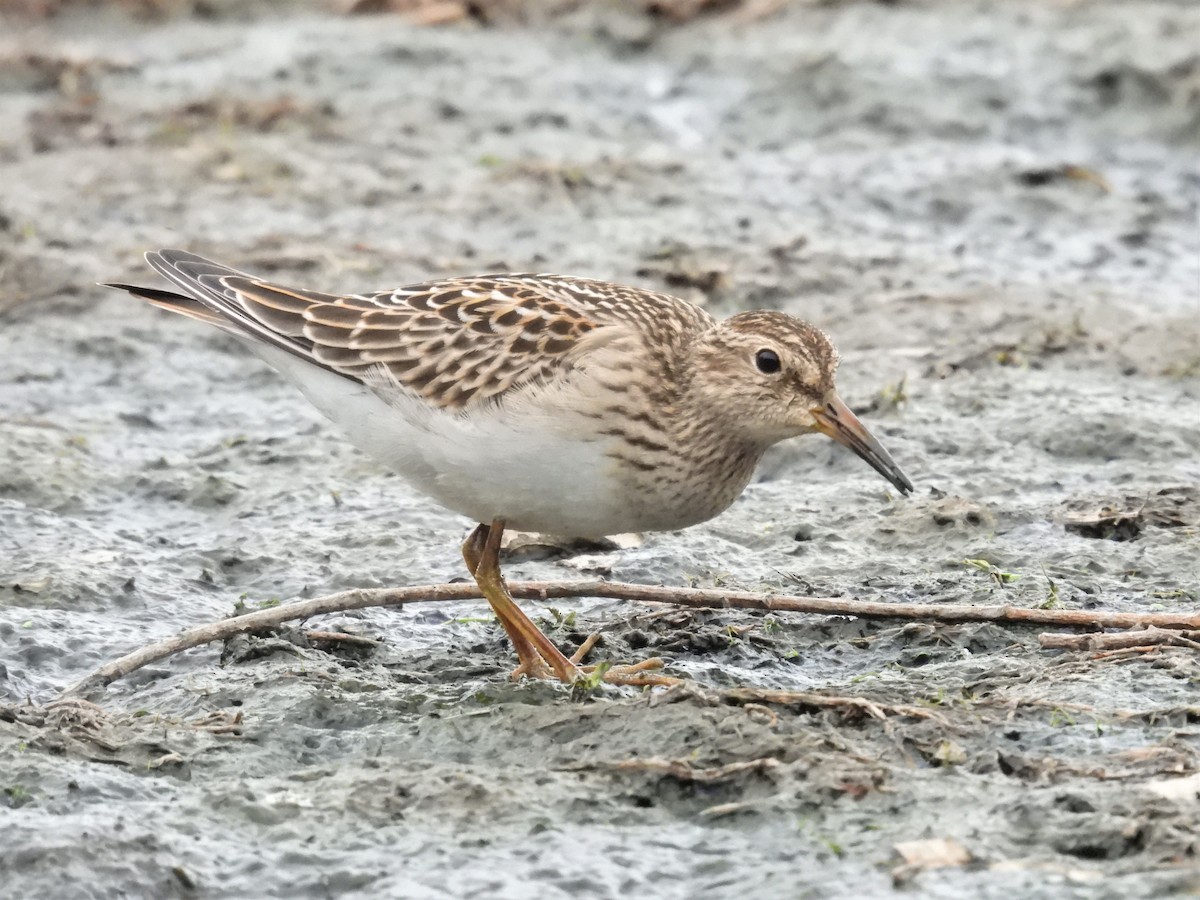 Pectoral Sandpiper - Mike Edwards
