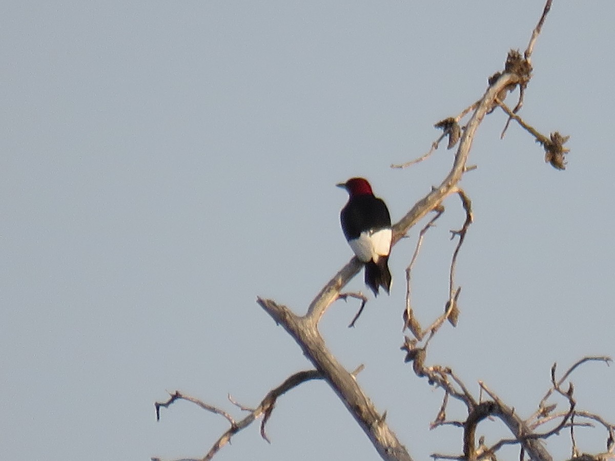 Red-headed Woodpecker - Tim Gunderson
