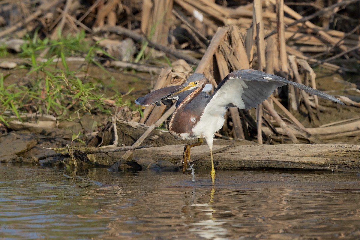 Tricolored Heron - Mike Cameron