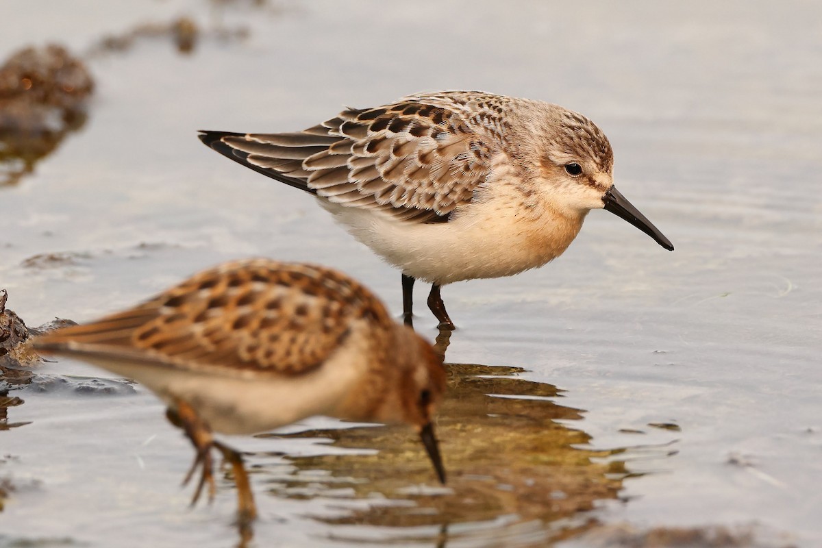 Western Sandpiper - ML367020651