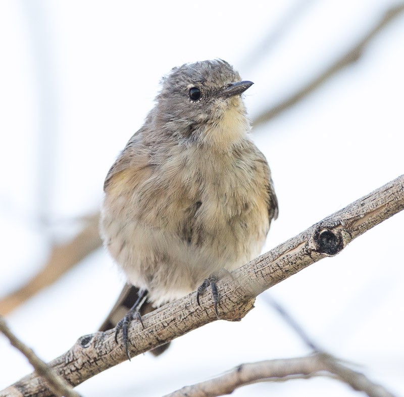 Yellow-rumped Warbler - ML367021011