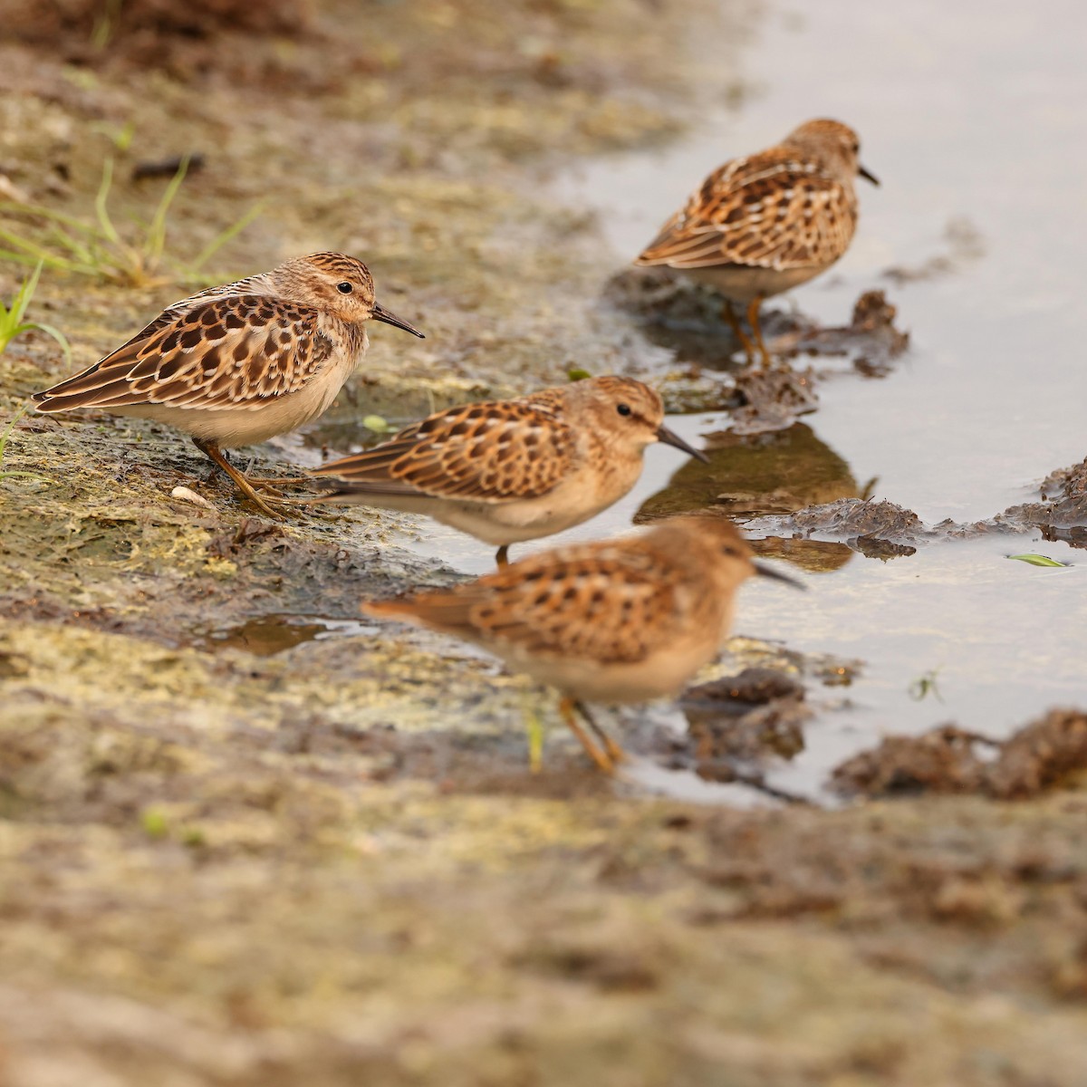 Least Sandpiper - ML367021071