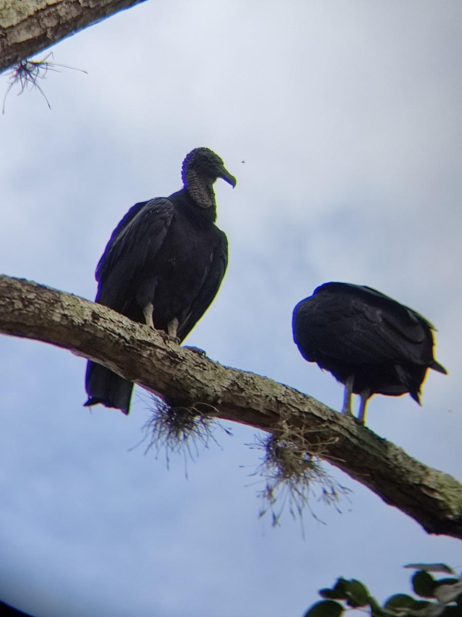 Black Vulture - Juan Zambrano