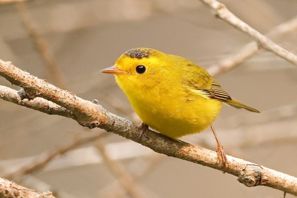 Wilson's Warbler - ML367021231