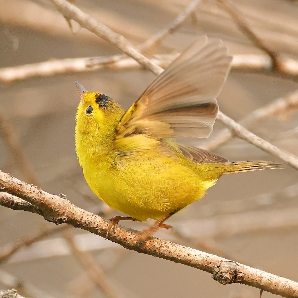 Wilson's Warbler - ML367021301