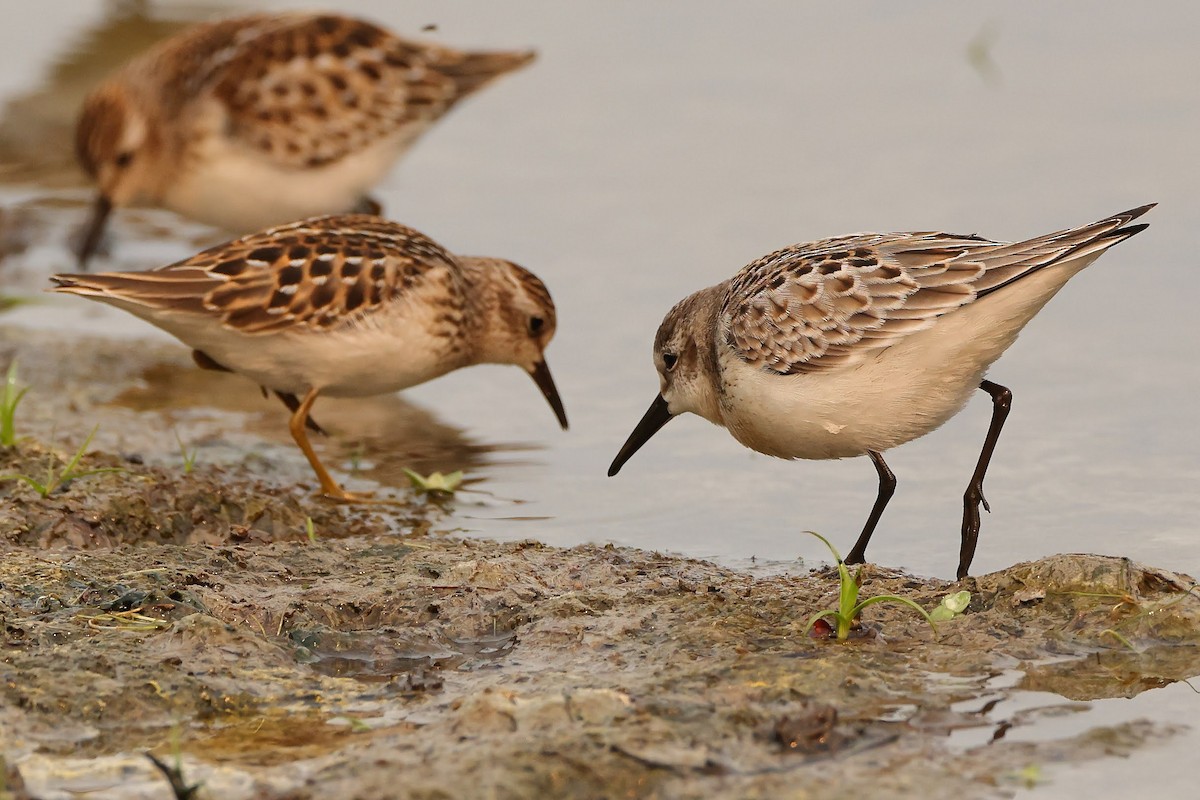 Western Sandpiper - ML367021661