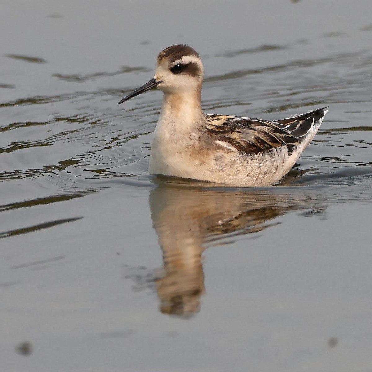 Red-necked Phalarope - ML367022041