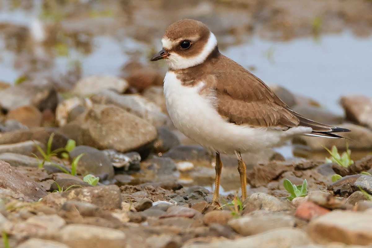 Semipalmated Plover - ML367022311
