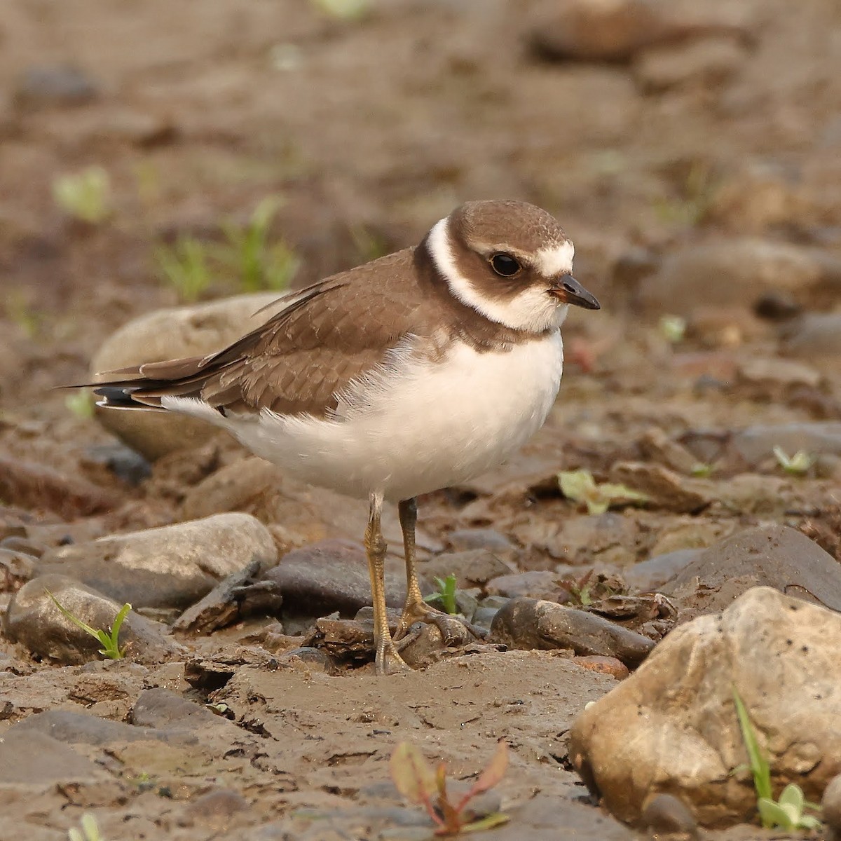 Semipalmated Plover - ML367022391