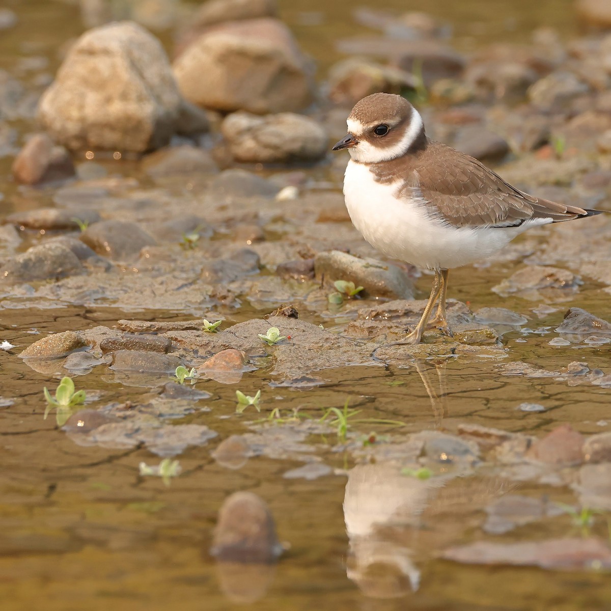 Semipalmated Plover - ML367022871