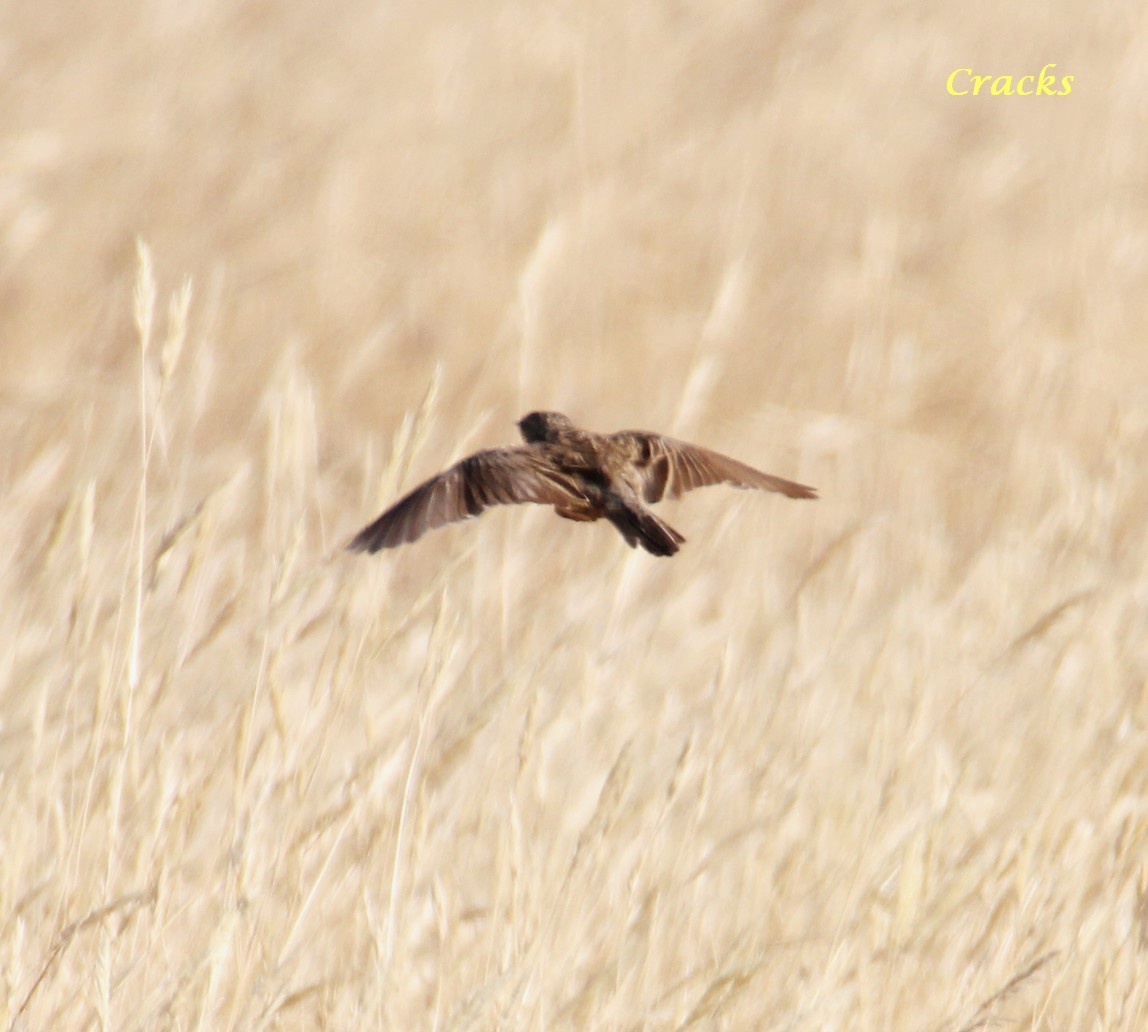 Brown Songlark - ML367022881