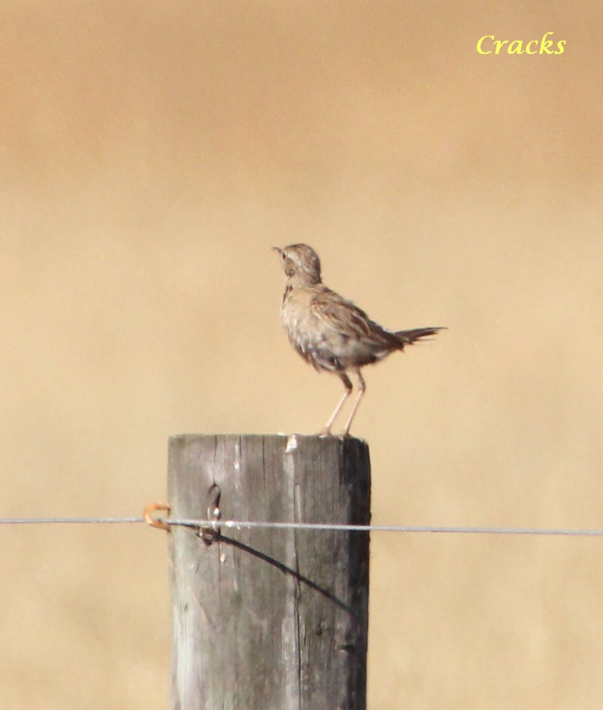 Brown Songlark - ML367022891