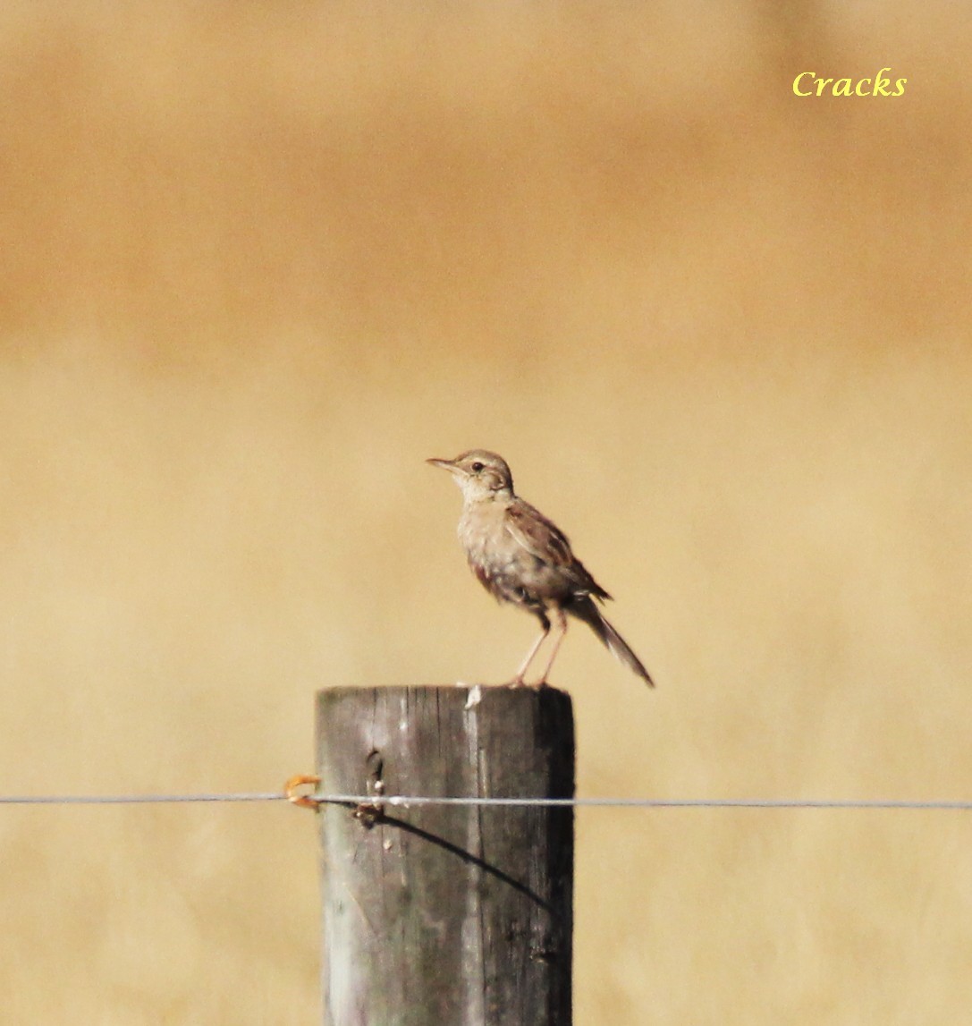 Brown Songlark - ML367022911