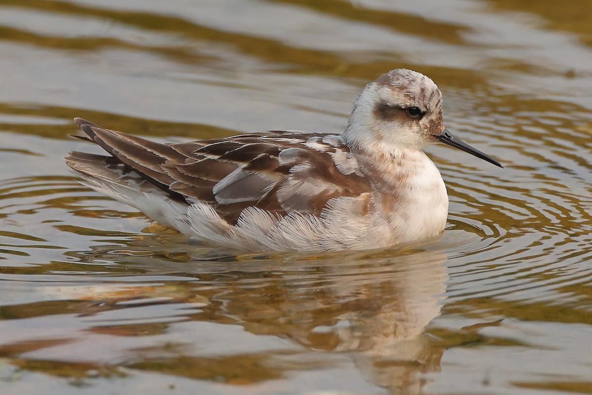 Red-necked Phalarope - Keith Leland