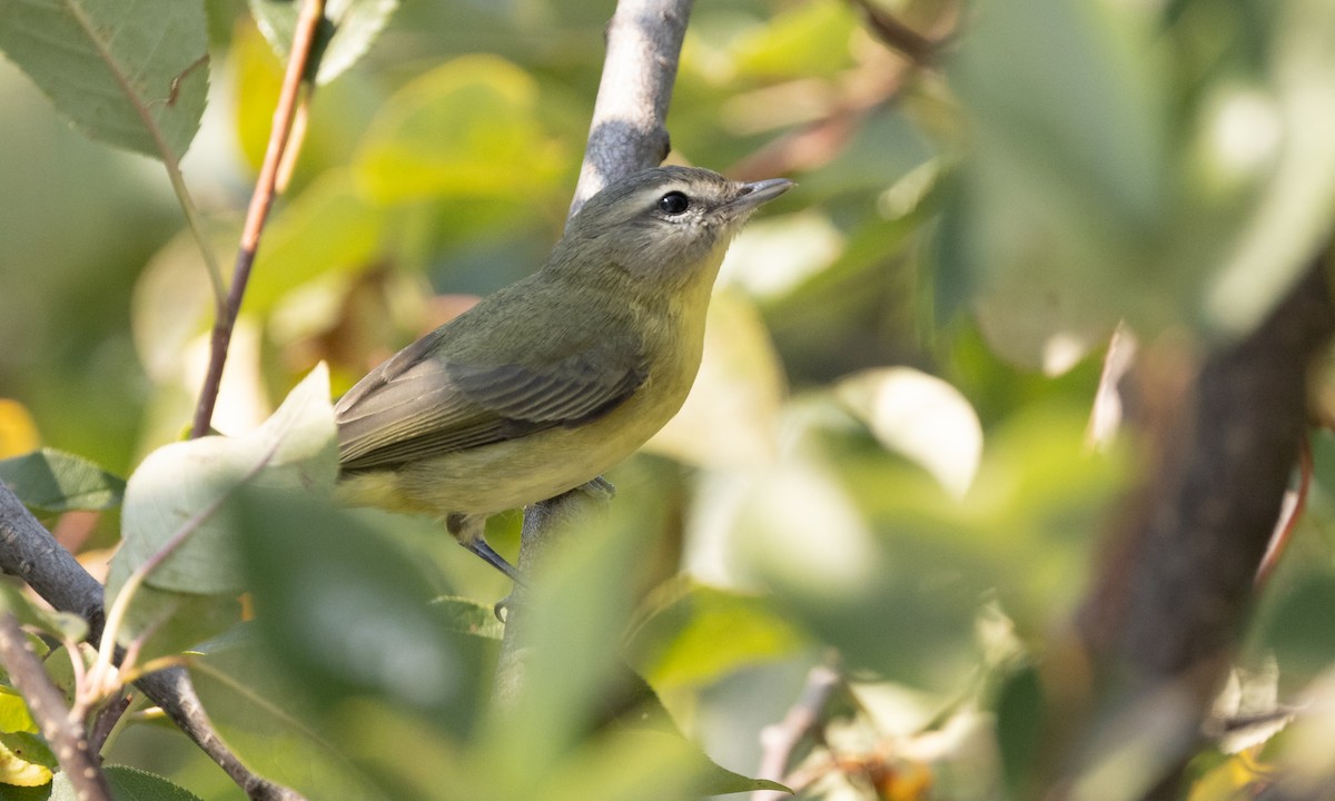 Philadelphia Vireo - ML367023221