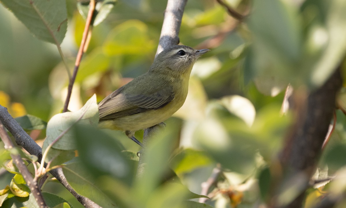 Philadelphia Vireo - ML367023251