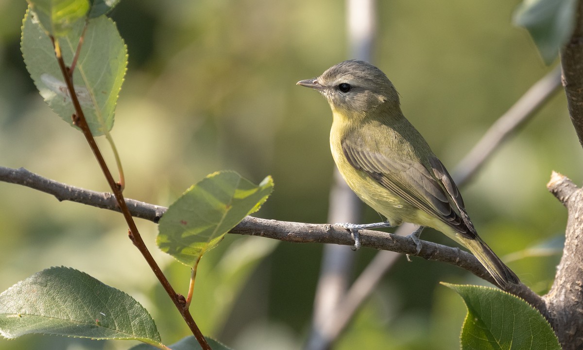 Philadelphia Vireo - Paul Fenwick