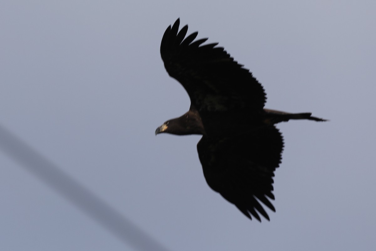 Bald Eagle - ML367023331