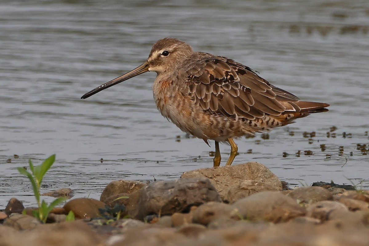 Long-billed Dowitcher - ML367023351