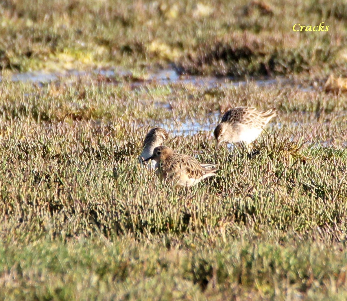 Buff-breasted Sandpiper - ML367023381