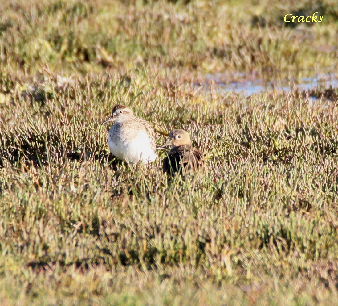 Buff-breasted Sandpiper - ML367023391