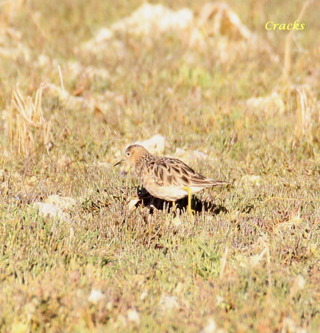 Buff-breasted Sandpiper - Matt McCrae