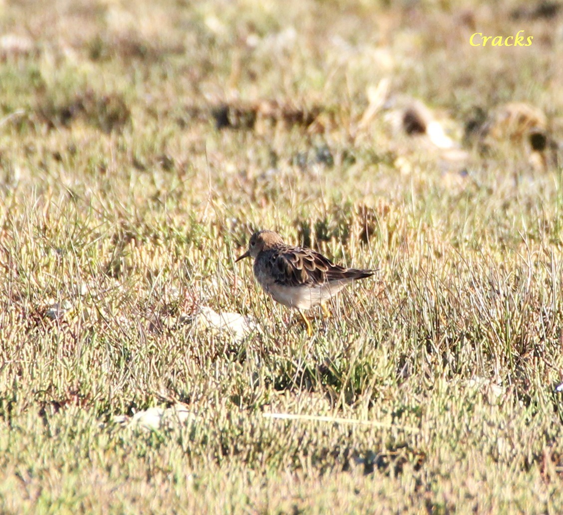 Buff-breasted Sandpiper - ML367023451