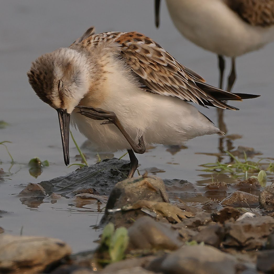 Least Sandpiper - ML367023681