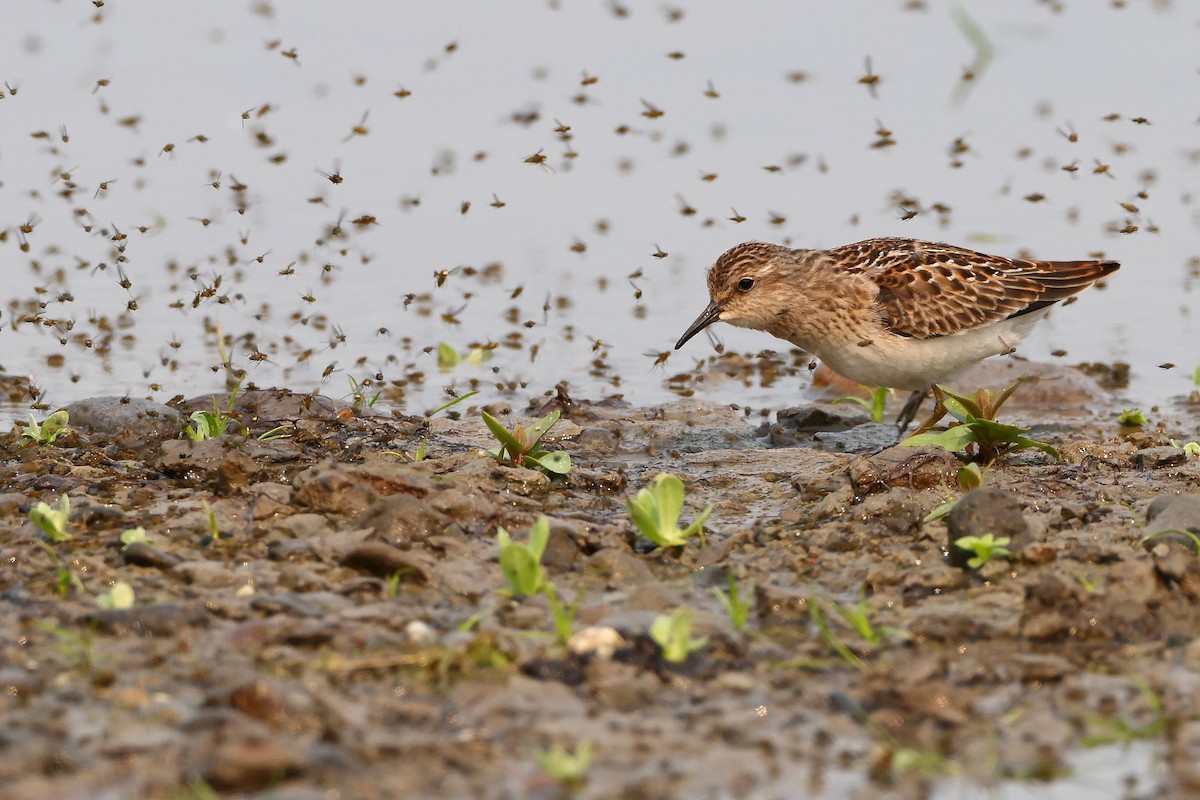 Least Sandpiper - ML367023991