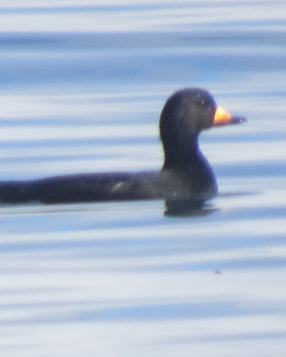 Black Scoter - Michael Barry