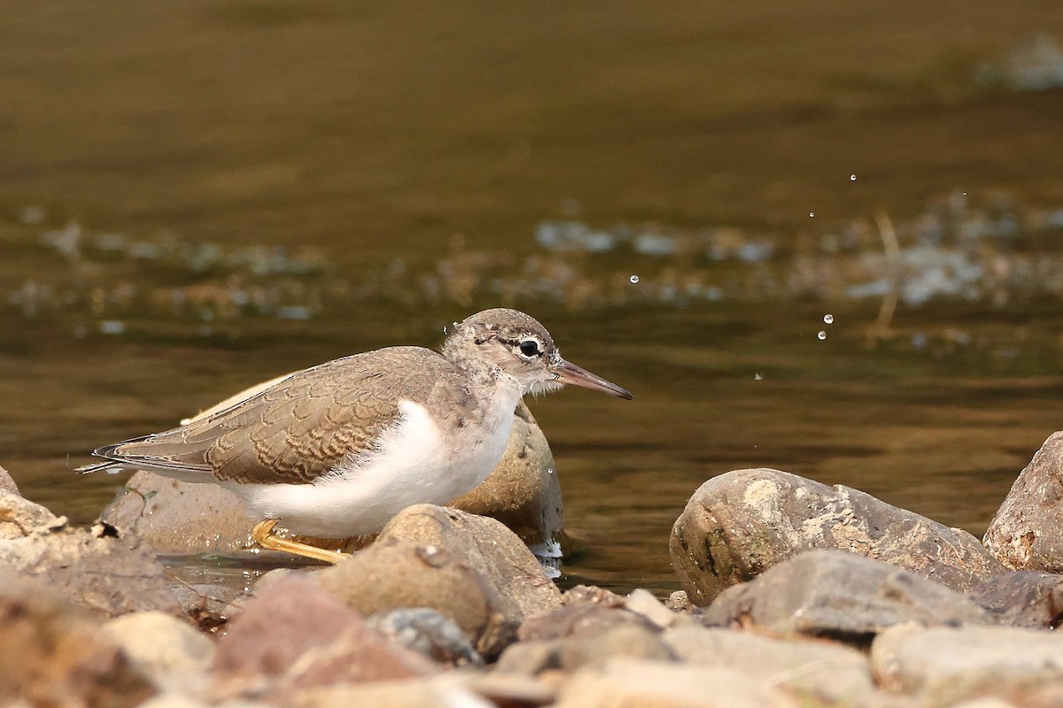 Spotted Sandpiper - ML367024281