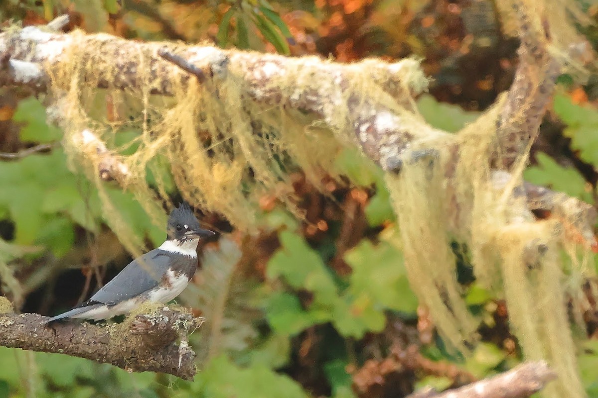 Belted Kingfisher - ML367024361