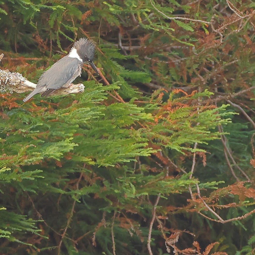 Belted Kingfisher - ML367024391