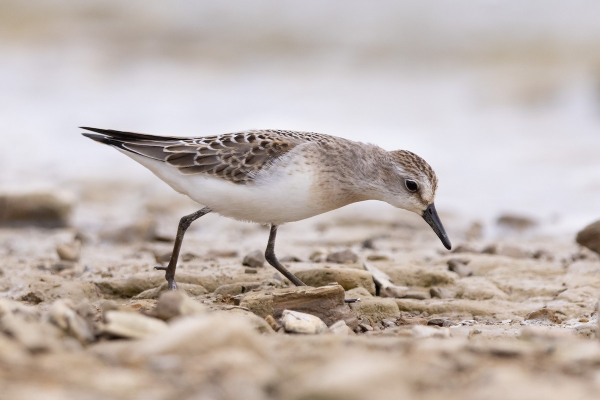 Semipalmated Sandpiper - ML367024551