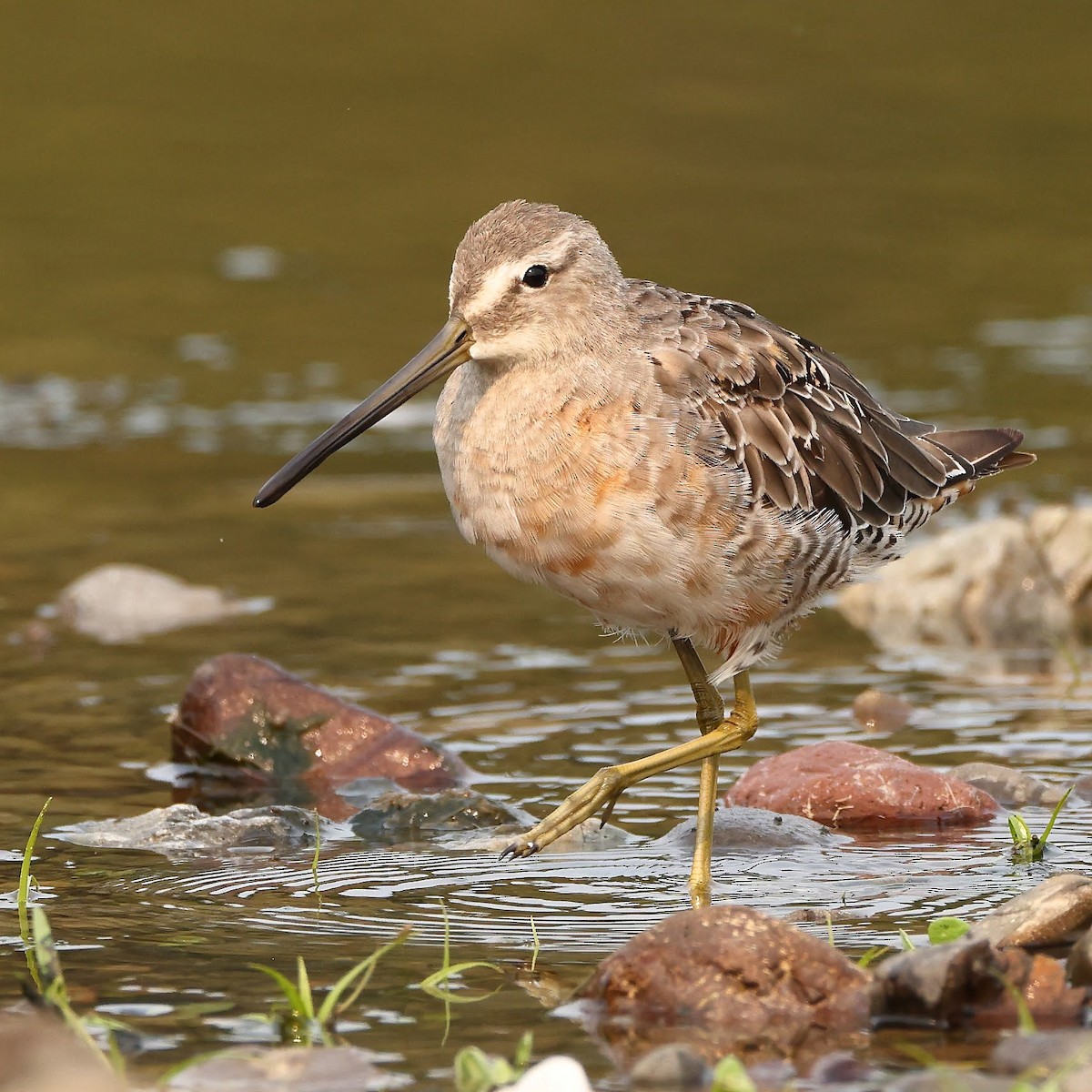 Long-billed Dowitcher - ML367024891