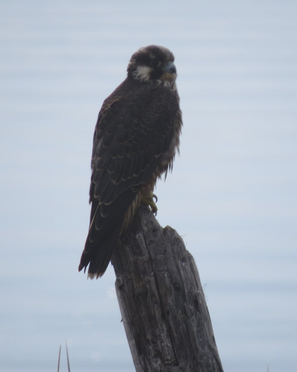 Peregrine Falcon - ML36702491