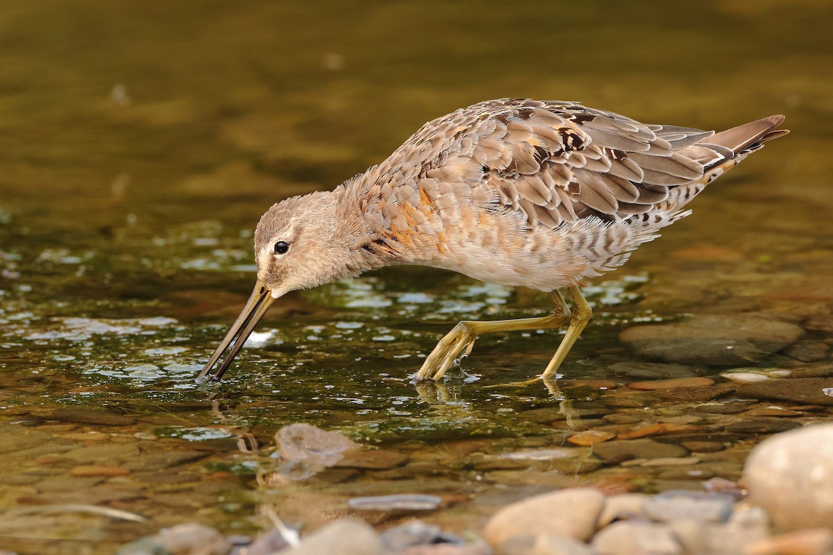 Long-billed Dowitcher - ML367025121