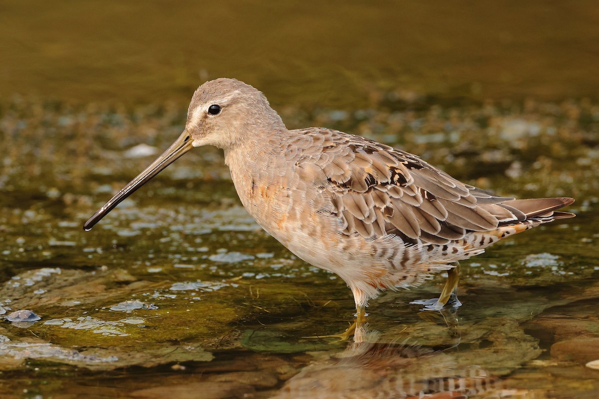 Long-billed Dowitcher - ML367025191