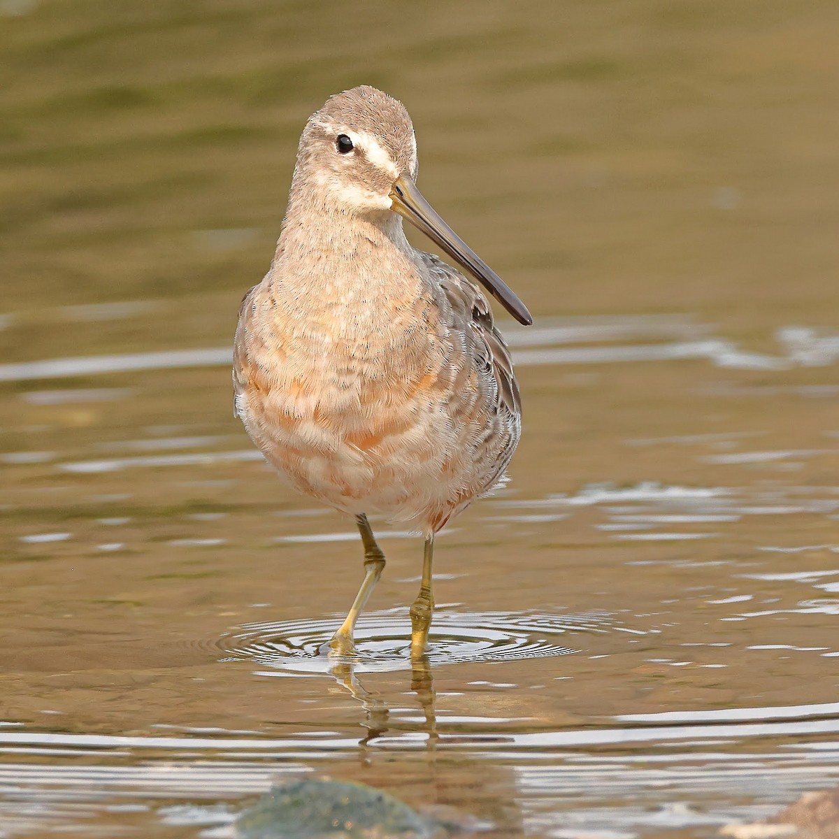 Long-billed Dowitcher - ML367025291