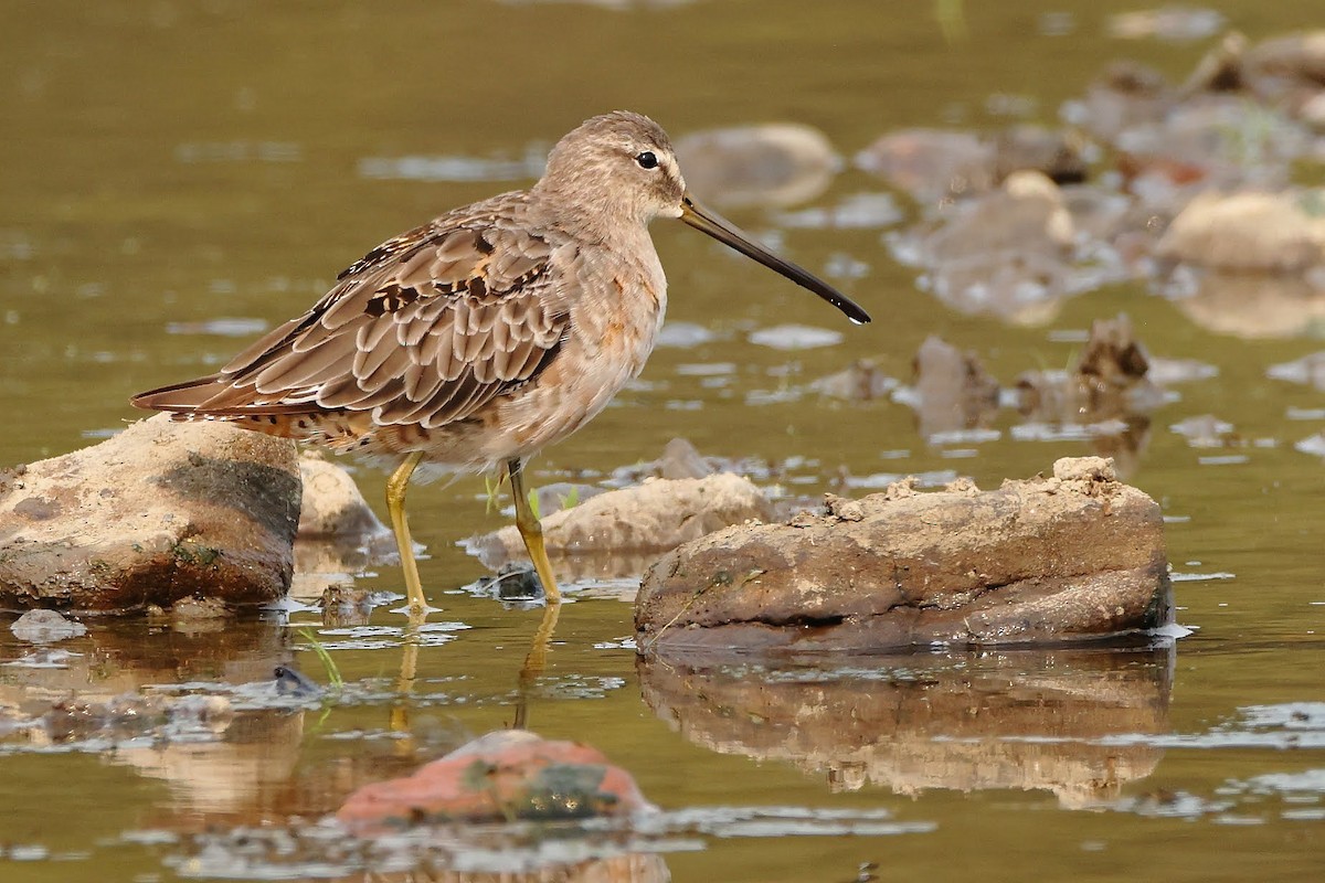 Long-billed Dowitcher - ML367025351